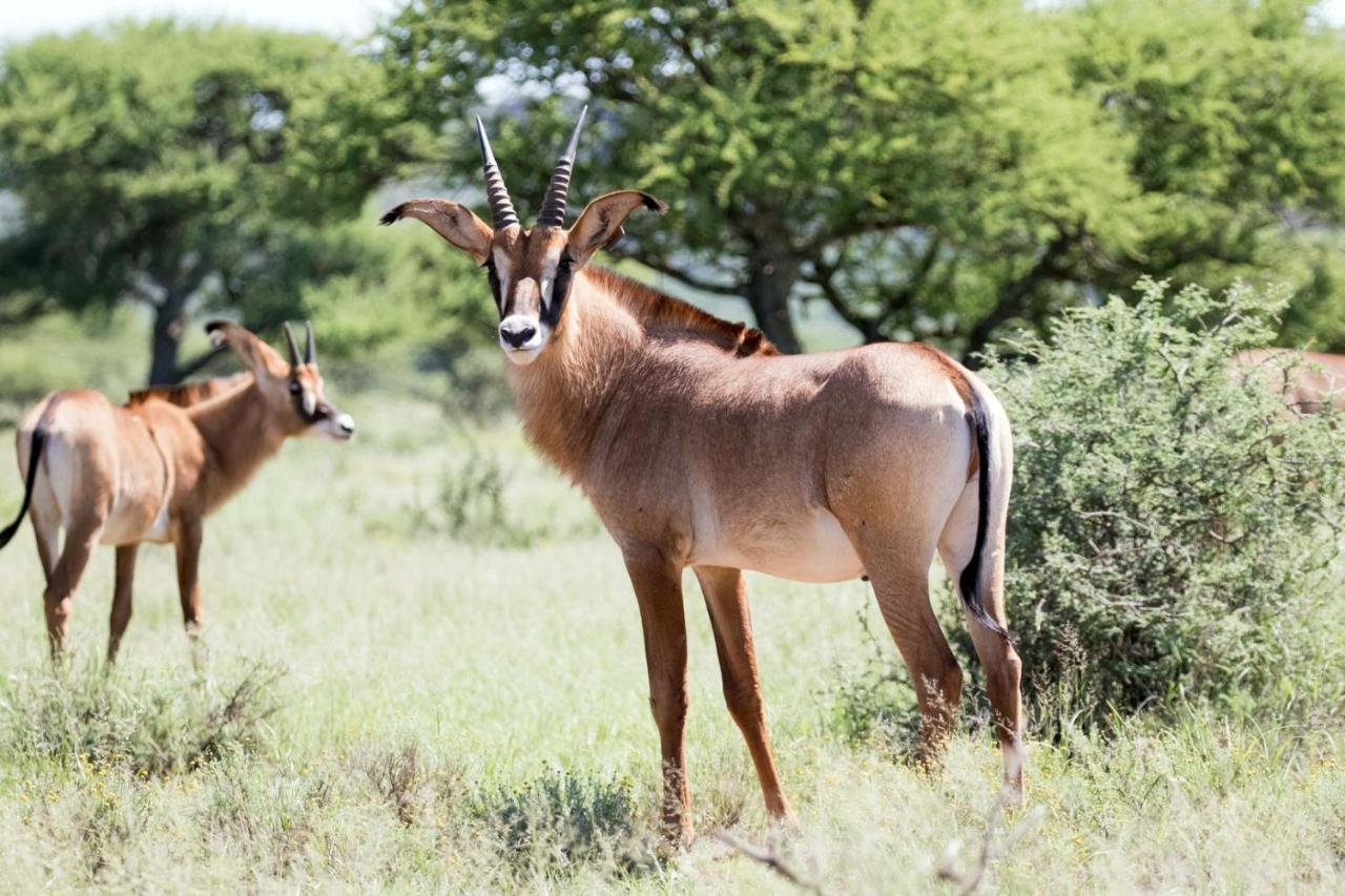 Wag N Bietjie Bush Lodge Heuningneskloof Esterno foto